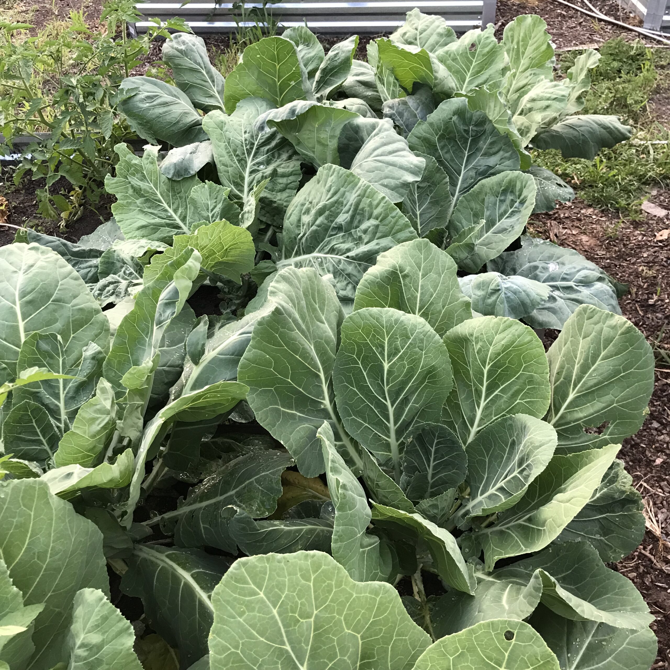 A close up of plants growing at Peace and Friendship Farm